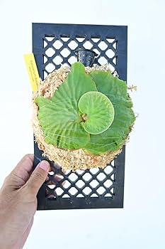 ビカクシダ P.madagascariense Platycerium madagascariense